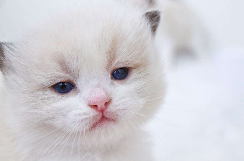 Our cattery’s first litter!